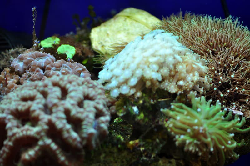 אלמוגים חיים